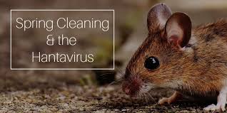 The deer mouse (peromyscus maniculatus) is the primary reservoir for sin nombre virus, . Spring Cleaning And The Hantavirus Fresno Ca Clovis Ca