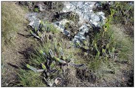 Image result for Cynanchum mulanjense