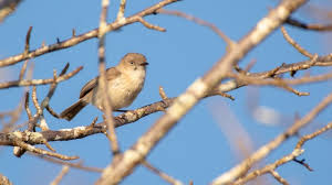 Image result for Hyparrhenia newtonii