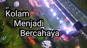 Selain menambahkan ikan yang merupakan aktor utama, jangan lupa tambahkan juga ornamen lain. Tips Pencahayaan Lampu Kolam Ikan Youtube