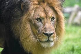 Approved for ihmm, abih, neha, rehs certification points. African Lion The Maryland Zoo