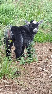 Profile for Dewberry Farm'