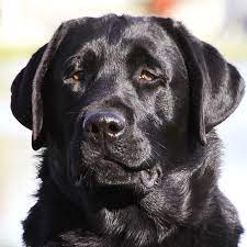 We are very involved in waterfowl hunting with our labs. Country Labs English Style Labradors Fox Red Chocolate Black