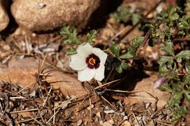 Image result for Hibiscus micranthus