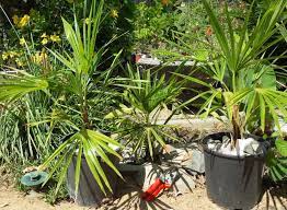 Botanically very close to fortunei. Trachycarpus Sp Nova Cold Hardy Palms Palmtalk