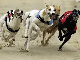 highgate greyhounds