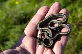 How To Get A Baby Garter Snake To Eat Https Www Snakesforpets Com How To Get Baby Garter Snakes To Eat Baby Garter Snake Baby Reptile Baby Snakes
