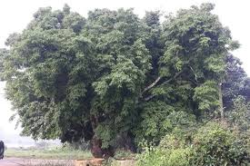 Image result for Crudia