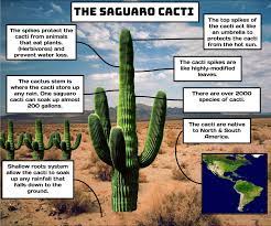 One month is not a long time for a cactus to go without water. Mr Bainbridge S Class On Twitter How Does A Cactus Live Without Water Https T Co Hffz0czy2b Wonderopolis Cactofilia