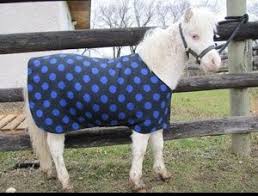 To be blunt, it's actually one of the harder ones; Windy Acres Miniature Horse Blankets Horse Blankets Miniature Horse Horse Blankets Mini Horse Tack