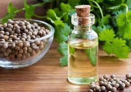 Semak, tinggi tanaman ± 70 cm Minum Air Daun Ketumbar Cara Mudah Turunkan Berat Badan Fajar