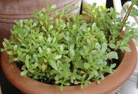 You can eat it raw or toss it in salads. How To Grow Purslane An Edible Weed Dengarden