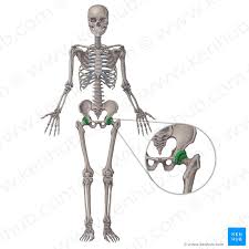 hip joint ligaments movements muscles kenhub