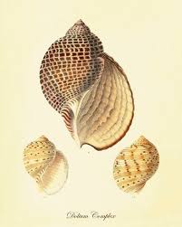 Sea Shell Art Vintage Prints Old Prints Ocean Decor Ocean Life Natural History Sea Life Art Antique Nature Print 8x10 Art Illustration Cizimler Deniz Kabuklari