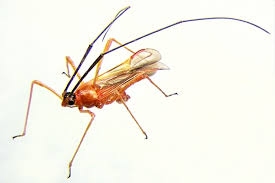 Image result for Combretum cinereopetalum