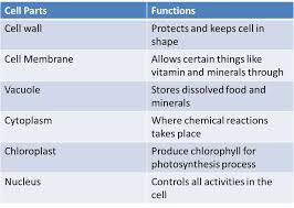 functions of cell parts anisah afifahs weblog