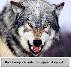 Kurt Kocayinca Kopegin Maskarasi Olur