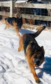 While the german shepherd is highly intelligent and trains fairly easily, they are no picnic for novice owners. Pa Purebred West German Showline Working Line Shepherd Puppies Train Announced