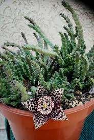 Image result for Orbea variegata