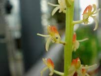 Image result for Liparis mulindana