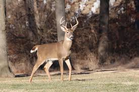 Animal Antlers Buck Deer Male Nature Stag Whitetail Wildlife Michigan Deer Hunting Whitetail Hunting Deer Hunters