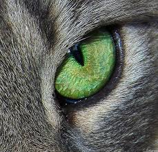 Image result for Shakespeare green eyed monster images free