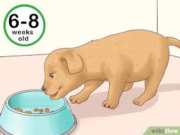 Which also means a day for us is like a week for them, that's probably why they are so google how can i tell how old my cat is in human years and you'll get a lot of information. How To Tell Your Puppy S Age With Pictures Wikihow