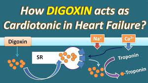 How Digoxin Acts As Cardiotonic In Heart Failure Heart Failure Acting Failure