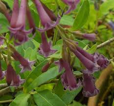 Image result for Cestrum × cultum