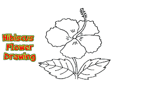 How To Draw A Hibiscus Flower Step By Step In Easy Method Online Art Tutorials Art Tutorials Drawing Flower Step By Step