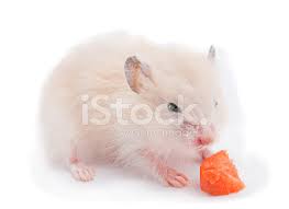 We did not find results for: Baby Hamster Eating Carrot Stock Photos Freeimages Com