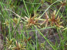 Image result for Pycreus flavescens