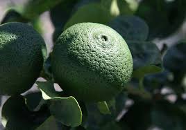 Fruits are a vital part of food that provides vitamins, potassium, fiber, folate, calcium, iron and other minerals to our body. Kabosu Wikipedia