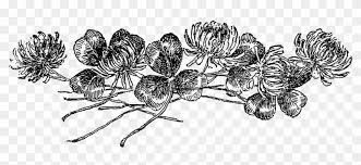 More images for botanical line drawing png » The Third Botanical Artwork Illustration Is Of Hyacinth Botanical Line Art Png Transparent Png 1600x655 666766 Pngfind