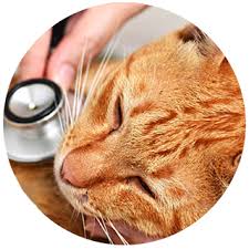 Comprehensive list of fort wayne, indiana based veterinary clinics and animal hospitals offering advanced medical diagnostics or pet treatment. Humane Fort Wayne Pet Shelter And Pet Adoption Program