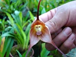 Mar 18, 2015 · to create an especially striking bouquet or floral arrangement starring dracula simia, consider pairing the pointy orchid with bushy, fluffy plants and flowers like the wild pussy. Monkey Orchid And 5 Other Amazing Animal Orchids Featured Creature