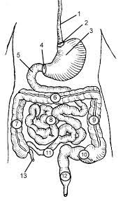 Study Guide Digestive System