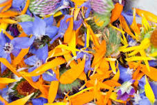 From Petal to Plate: The Magic of Edible Flowers