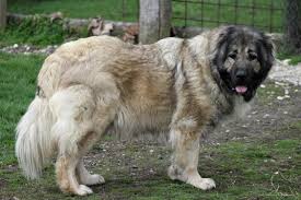 kars coban kopegi kafkas coban kopegi kopek coban kopegi veterinerler