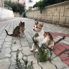 Milyjkot Beautifuleyes Beautifulcat Lovely Lovelycat Sladkij Cat Catfood Pisikler Pisiklerimiz Heyvan Heyvanlar Heyvansevgisi Heyvanseverler K Kedi Resim