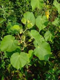 Image result for Abutilon grantii