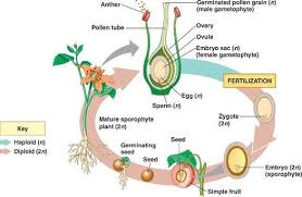 We did not find results for: Quotes About Plant Reproduction 23 Quotes