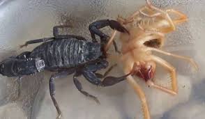 A camel spider, which is also in the class arachnida with spiders interestingly enough, is not a spider at all. Egyptian Giant Solpugid V Giant Desert Hairy Scorpion Carnivora