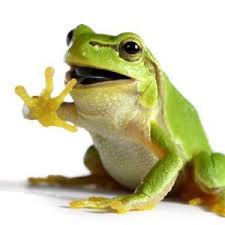 Maybe you would like to learn more about one of these? A Frog A Day On Twitter A Tadpole Is Also Known As A Pollywog The Actual Cuteness Afrogaday Monday Tadpoles Frogtwitter Frog Babies