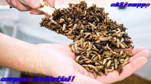 We did not find results for: Maggot Cultivation Latest Version For Android Download Apk