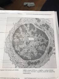 We did not find results for: Label The Ectron Micrograph Of An Animal Cell Chegg Com