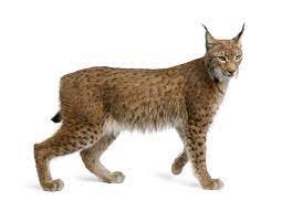 Get ready to face the world confidently with lynx. Lynx Definition And Meaning Collins English Dictionary