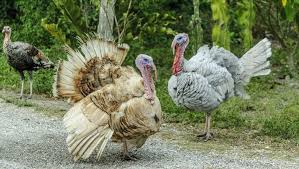 Cara Membedakan Ayam Kalkun Jantan Dan Betina Untuk Pemula Fauna Id Kalkun Ayam Piaraan