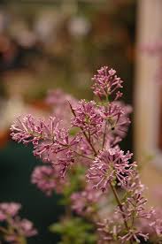 Bloomerang Lilac Syringa Bloomerang At Stein S Garden Home Bloomerang Lilac Impatiens Flowers Garden Gifts