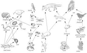 Cane Toad Food Chain Bing Images Owl Food Food Chain Food Web